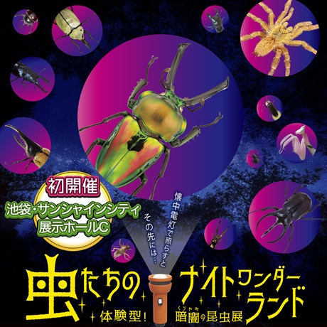 ڍ׉摜